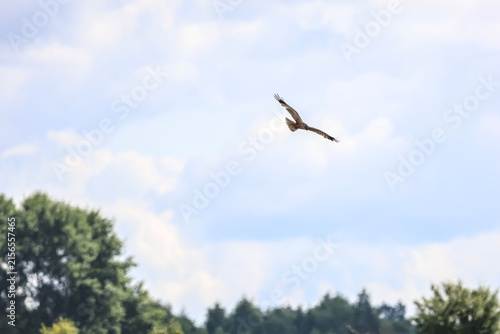 Foto Majestic hawk soaring through a cloudy blue sky above a forest canopy