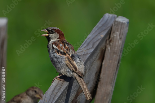 Fotografie Male house sparrow perched on weathered wood with open beak