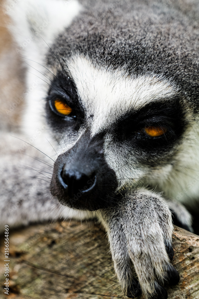 Naklejka premium A dozing ring-tailed lemur