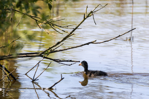 Junges Blässhuhn schwimmt im Wasser