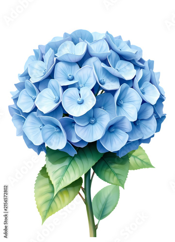 cluster of blue hydrangea flowers