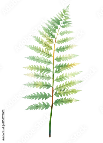 single green fern frond