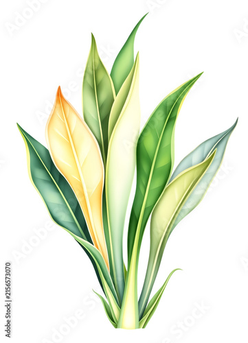 Upright long leaves in yellow and green