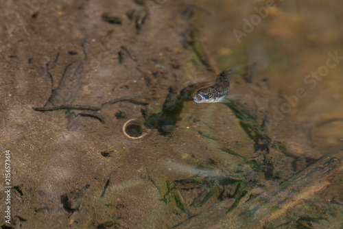 Small Eurasian minnow swimming near shallow water surface creating ripples, wild freshwater fish in natural river habitat in Latvia