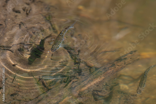 Small Eurasian minnow swimming near shallow water surface creating ripples, wild freshwater fish in natural river habitat in Latvia