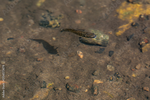 Small Eurasian minnow swimming near shallow water surface creating ripples, wild freshwater fish in natural river habitat in Latvia