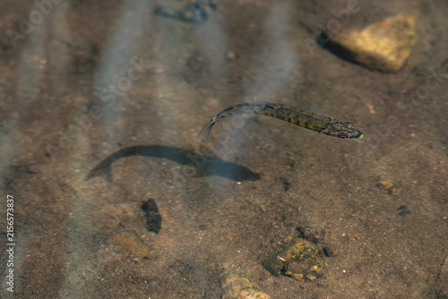 Small Eurasian minnow swimming near shallow water surface creating ripples, wild freshwater fish in natural river habitat in Latvia