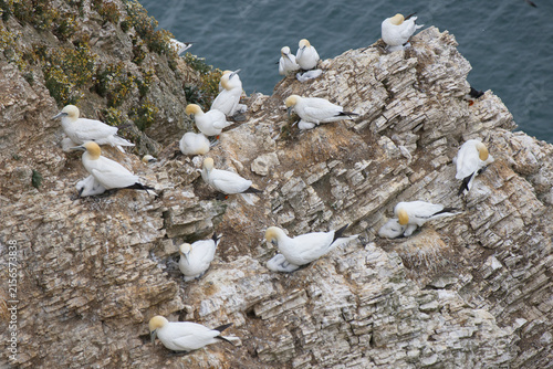 A colony of Northern gannets, Morus bassanus, nests tightly together on steep, rocky coastal cliffs.