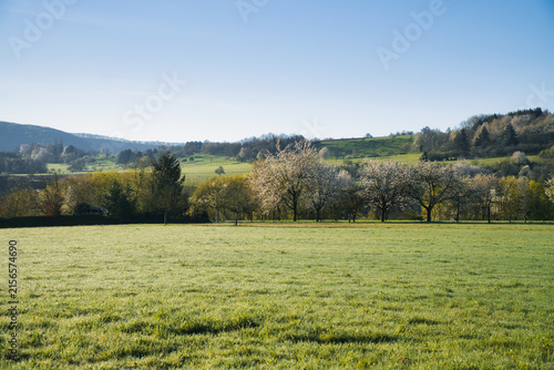 Delicate spring meadow with blooming fruit trees in the background