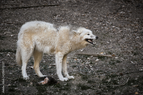 Snarling white wolf defending its prey in the forest.