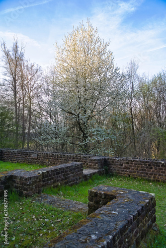 Blossoming Tree at a Historic Stone Wall
