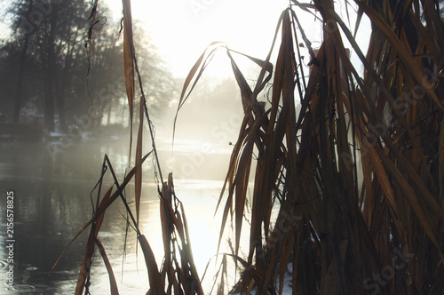 Dreamy misty river in winter with dried reeds in the foreground