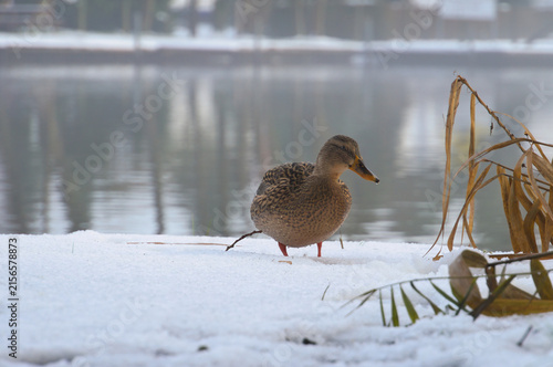 Mallard in the snow on the lake shore, wintery diffused light.