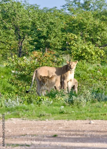 Fototapeta na wymiar Lew lwy w Etosha NP