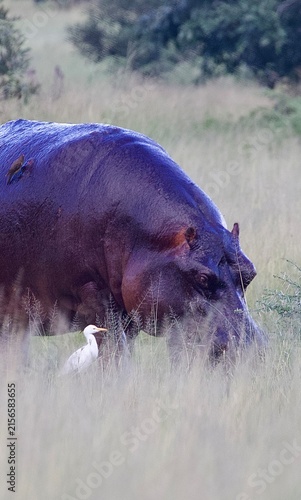 Obraz na plátně hippopotamus in savanna