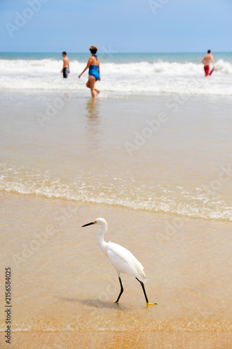 USA, Florida, Daytona Beach, snowy egret on beach