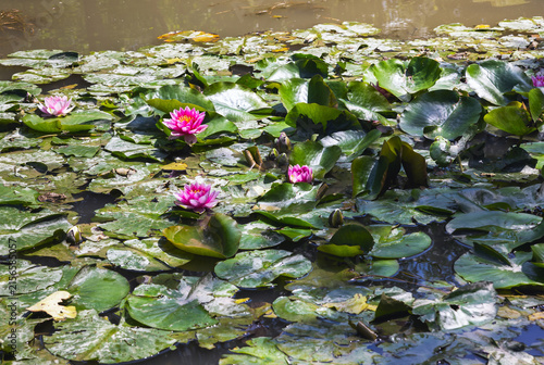 Water lilies (Nymphaeaceae) growing in a pond