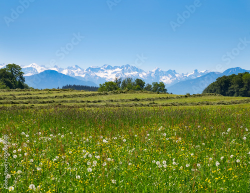 Germany, Bavaria, Upper Bavaria, Fuenfseenland, Alpine foothills, Karwendel, flower meadow