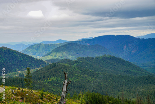 Layered mountain ridges covered in dense evergreen forest stretch beneath a dramatic cloudy sky, creating a spacious wilderness landscape with natural depth.