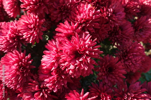 Dozens of red flowers of Chrysanthemums in October