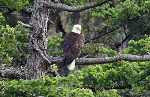 Obraz na płótnie Weisskopfseeadler