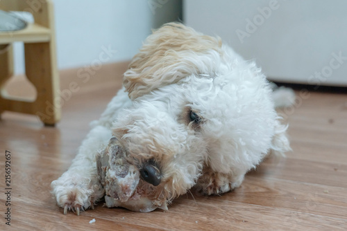 Canvas Print charming white poodle puppy is lying on the floor and gnawing on a bone