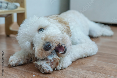 Obraz na plátne charming white poodle puppy is lying on the floor and gnawing on a bone