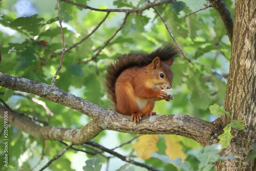 squirrel