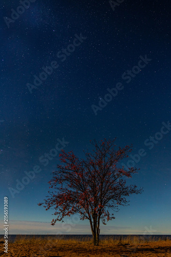 lonely tree in the night