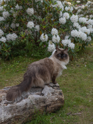 cat sitting on the tree