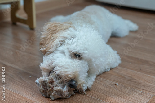 Canvas Print charming white poodle puppy is lying on the floor and gnawing on a bone