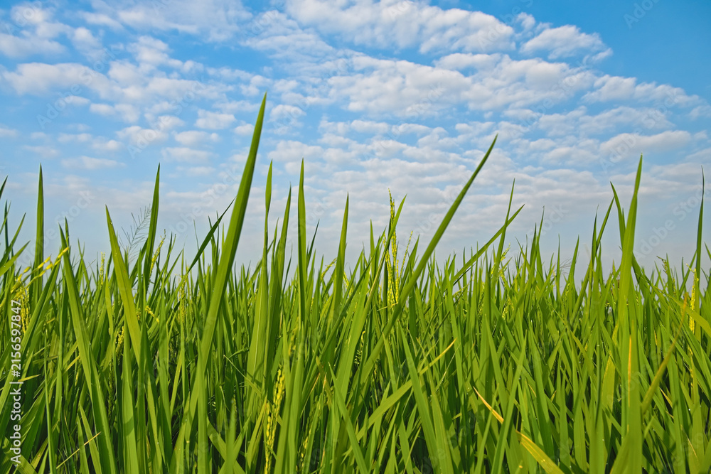 Obraz premium Lush green rice field against a beautiful blue sky with fluffy white clouds, low angle view of agricultural landscape.