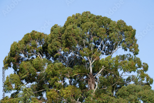 The top of a giant eucalyptus tree on a sunny May day. Pitsunda, Abkhazia