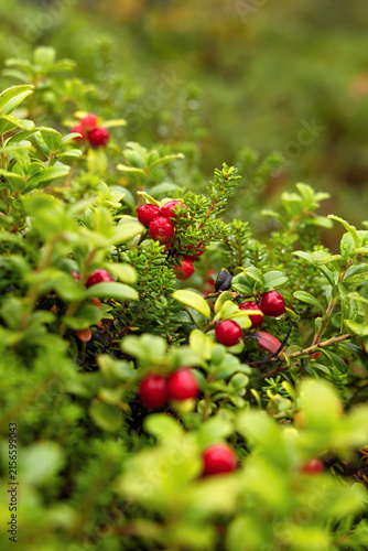 Red lingonberries in fresh green vegetation in Sweden
