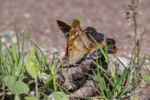 Lesser purple emperor butterfly resting on ground near grass, macro shot of wild insect in Latvia