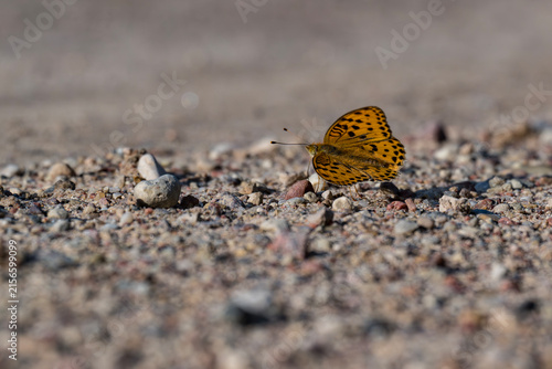 Queen of Spain fritillary butterfly resting on gravel ground, macro view of wild insect in Latvia