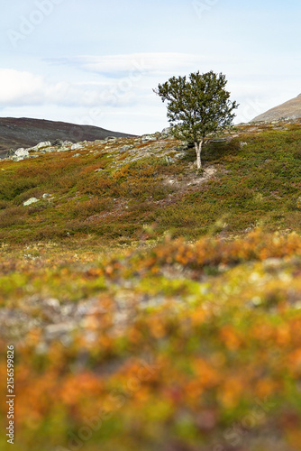 Bild auf Leinwand A lone mountain birch tree with colorful early autumn tundra in Sweden