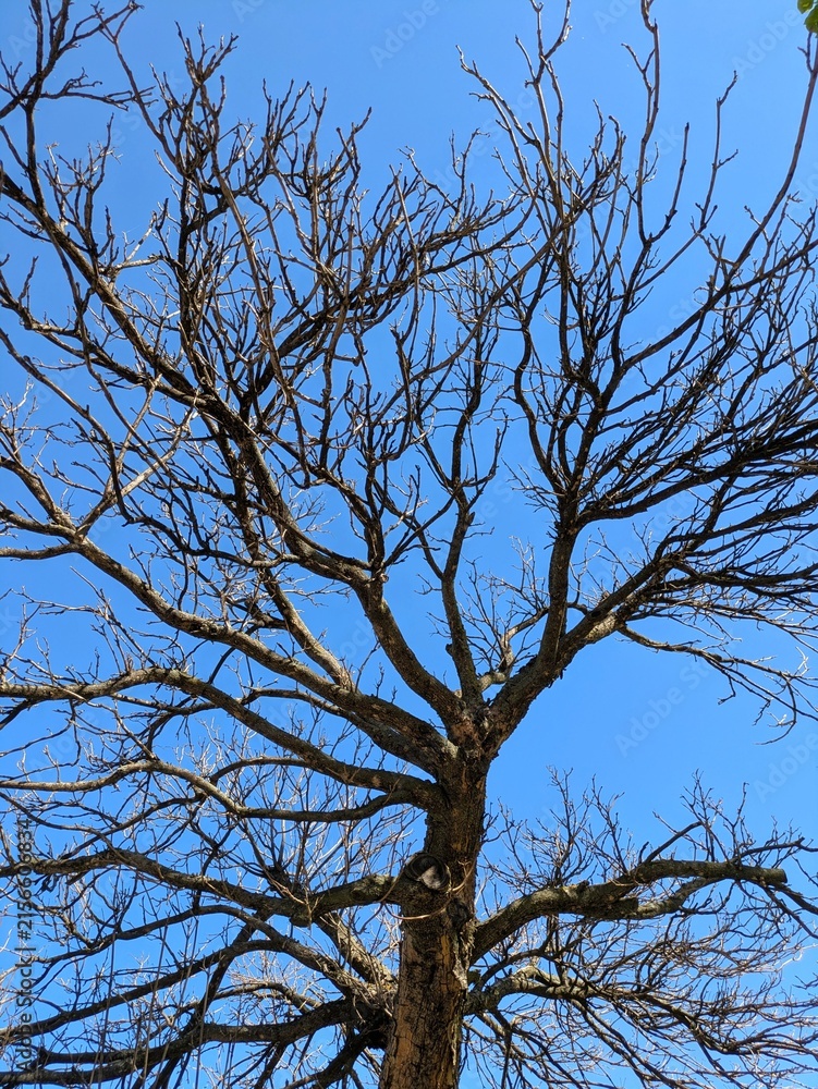 Fototapeta premium Vista de cerca de las ramas de un árbol muerto sin hojas con el cielo azul de fondo