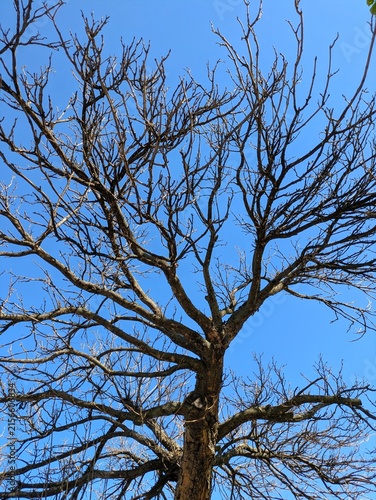 Vista de cerca de las ramas de un árbol muerto sin hojas con el cielo azul de fondo
