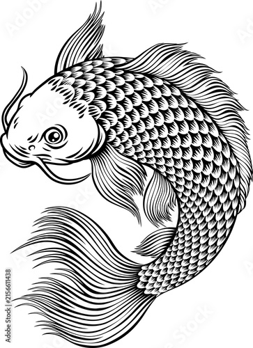 Фотография A koi carp coy fish