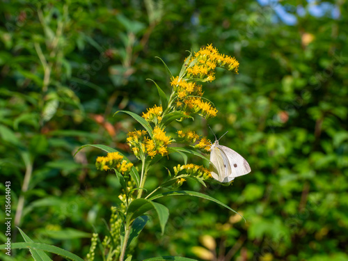 Photography Small white butterfly, likely Pieris rapae, resting and feeding on yellow goldenrod, Solidago species, in warm summer sunlight