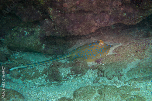 Blue spotted Ray on Ningaloo Coral Reef, Western Australia, Australia