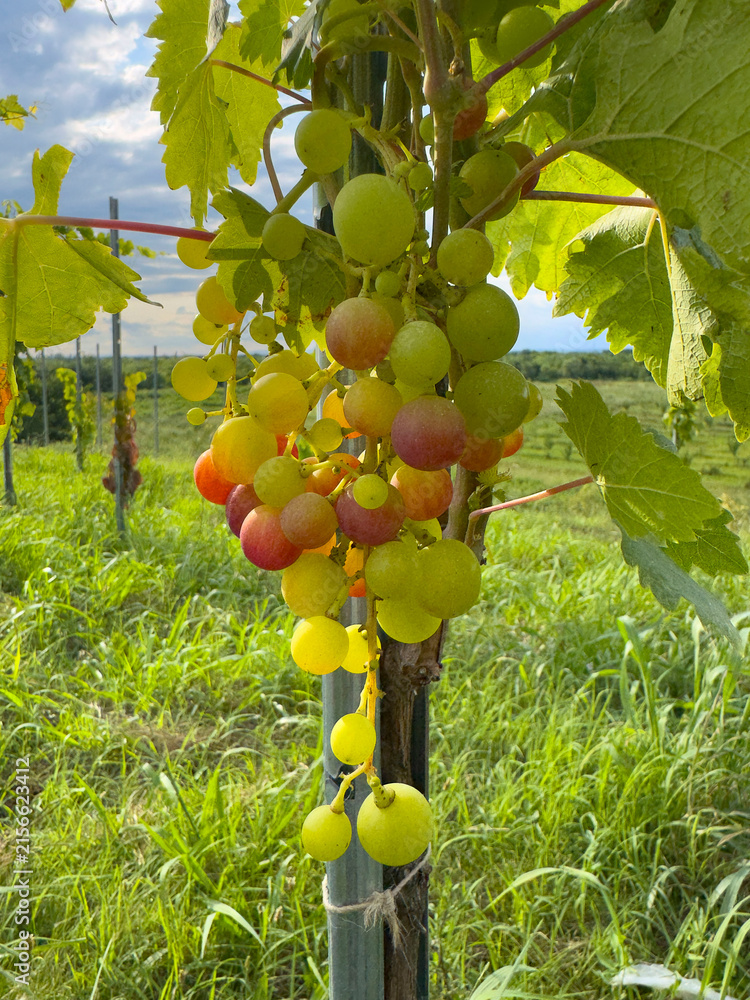Fototapeta premium Ripening grapes in vineyards in Western Georgia