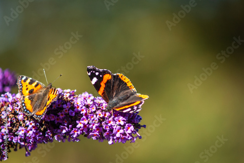 Canvas Print Colourful photo depicting Red Admiral (Vanessa Atalanta) butterflies feasting on