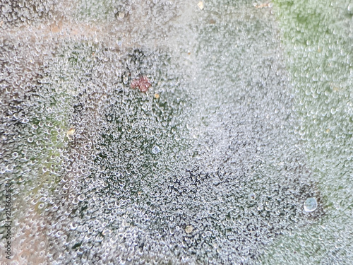 Fotografía macro image appears to show a fine, textured biological surface consistent with crustose lichen thallus or fungal spore growth on a substrate