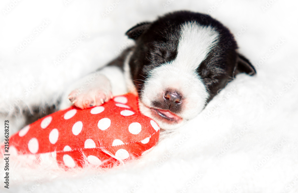 Obraz premium Adorable newborn puppy dreaming on a heart toy.