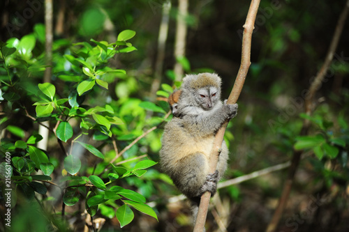 Madagascar, Andasibe, ile aux lemuriens, endangered primate Golden Bamboo Lemur (Hapalemur aureus) in the trees