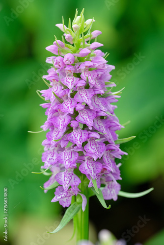 Dactylorhiza baltica plant flowering in botanical garden.