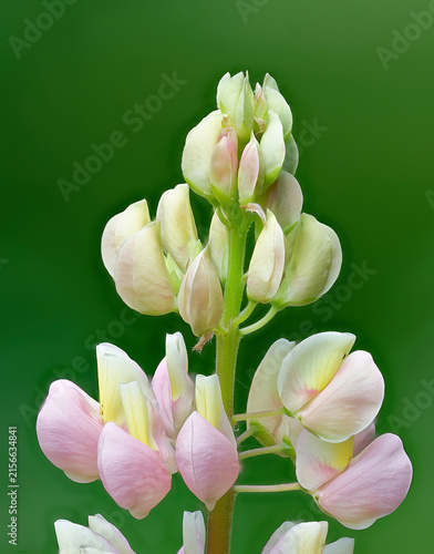 Flowers of Large-leaved lupine in early summer.