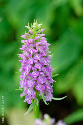 Dactylorhiza baltica plant flowering in botanical garden.